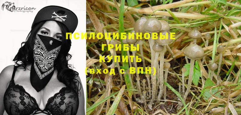 Галлюциногенные грибы Psilocybine cubensis  hydra как зайти  Белоусово 